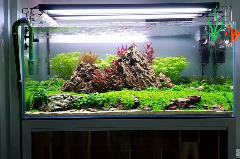 Cách cung cấp CO2 cho hồ thủy sinh hiệu quả, an toàn