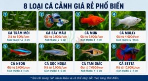 Các loại cá cảnh giá rẻ nổi tiếng trong giới thuỷ sinh