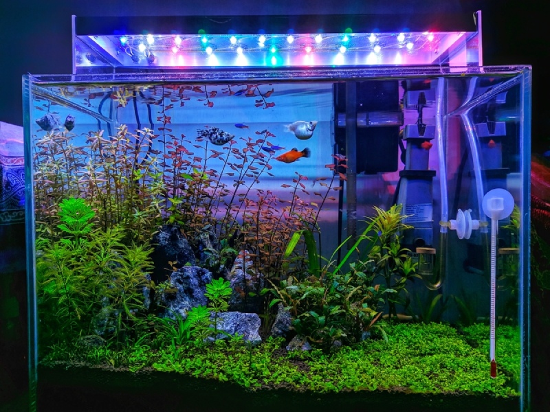 Bể cá 40x30x30: Giá bán, cách chọn và setup phù hợp