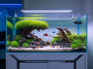 Setup bể cá cảnh ngân sách trên 2 triệu dễ lựa chọn sản phẩm chất lượng hơn