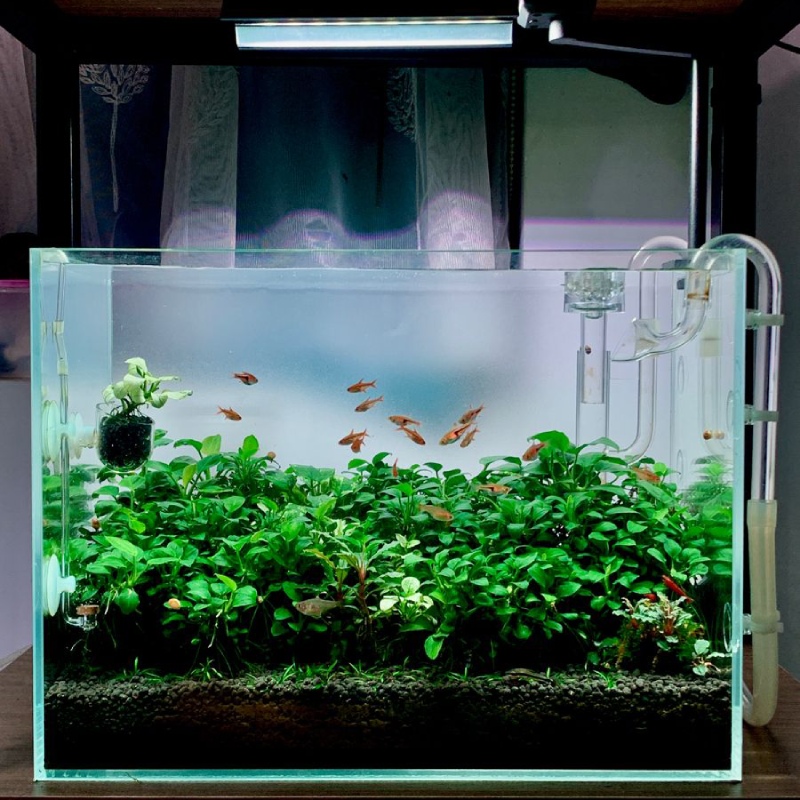 Bể cá 40x30x30: Giá bán, cách chọn và setup phù hợp