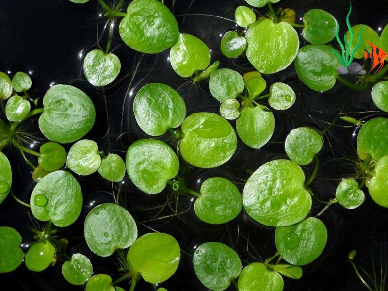 20+ loại cây thủy sinh dễ trồng, dễ chăm cho người mới