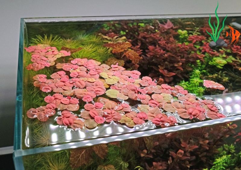 30 loại cây sống dưới nước không cần đất nền, dễ trồng cho bể cá