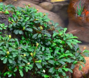 Dòng bucep cũng khá nhiều loại với hình thái, màu sắc khác nhau