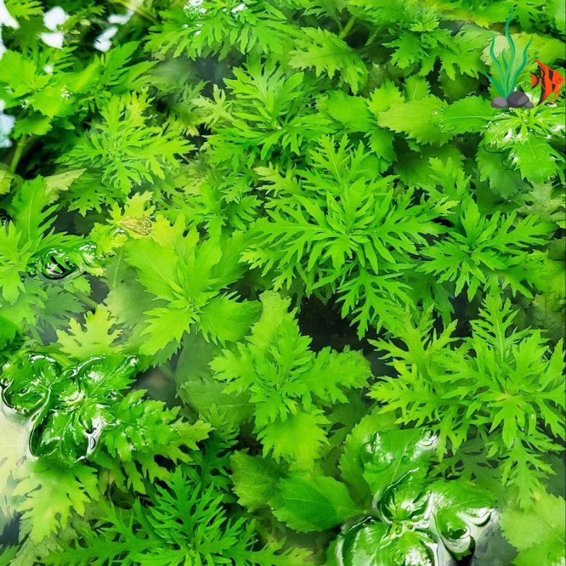 20+ loại cây thủy sinh dễ trồng, dễ chăm cho người mới