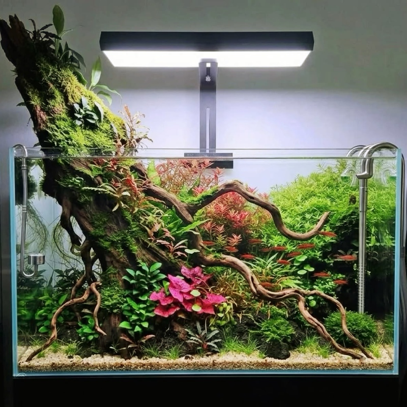 Bể cá 40x30x30: Giá bán, cách chọn và setup phù hợp