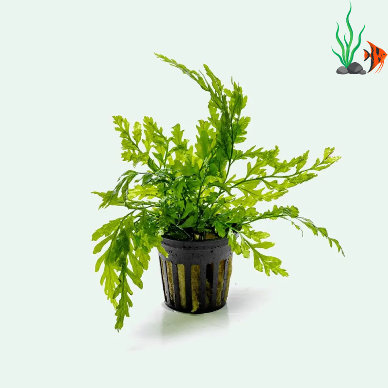 30 loại cây sống dưới nước không cần đất nền, dễ trồng cho bể cá