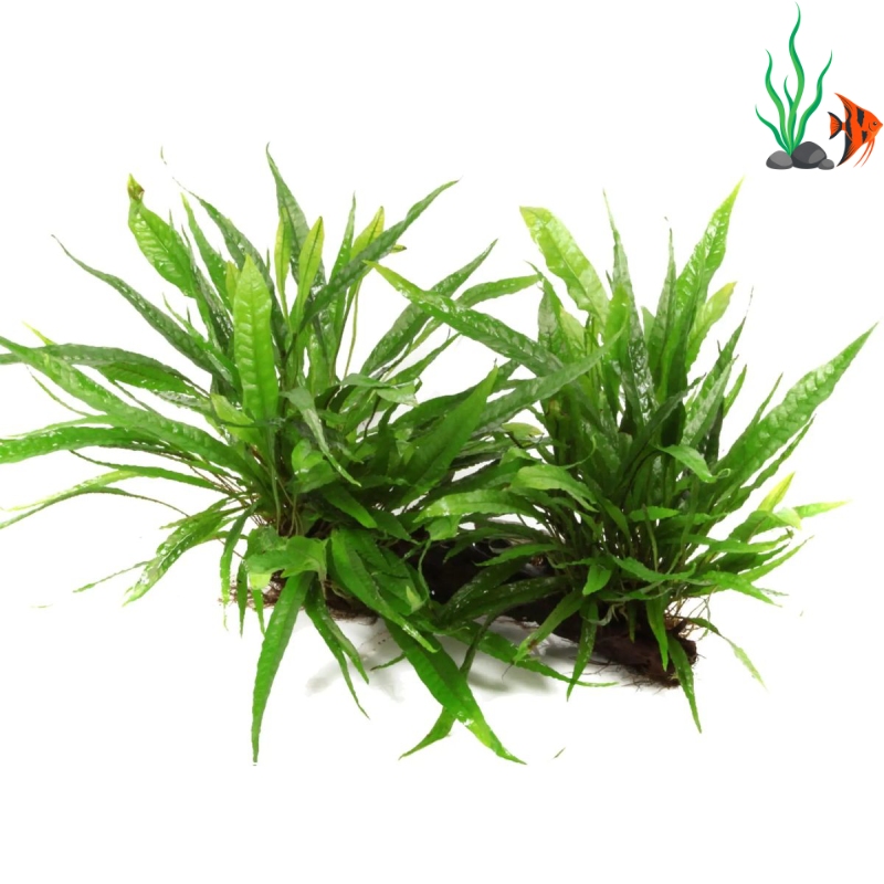20+ loại cây thủy sinh dễ trồng, dễ chăm cho người mới