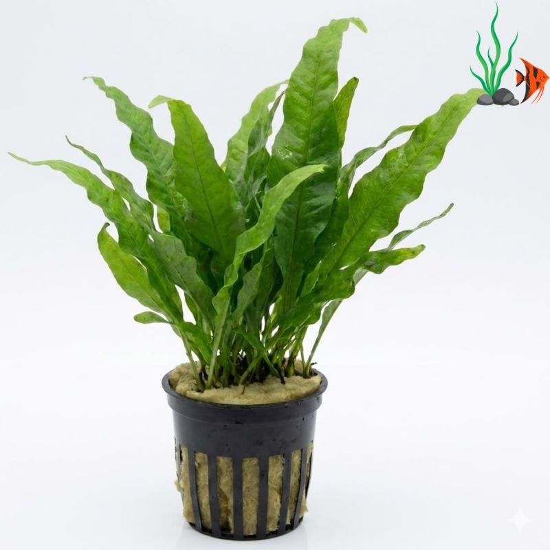 30 loại cây sống dưới nước không cần đất nền, dễ trồng cho bể cá