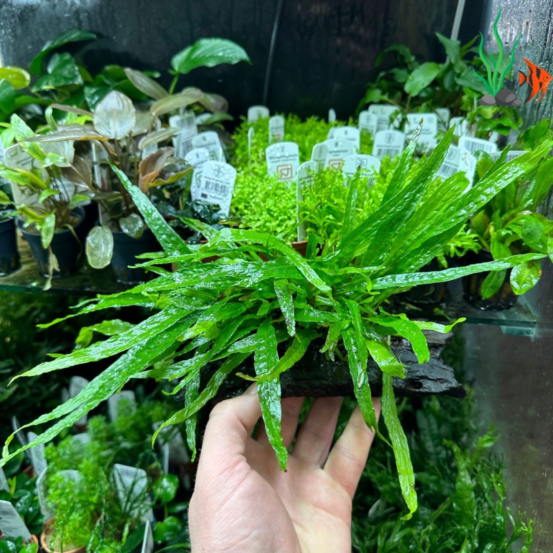 30 loại cây sống dưới nước không cần đất nền, dễ trồng cho bể cá
