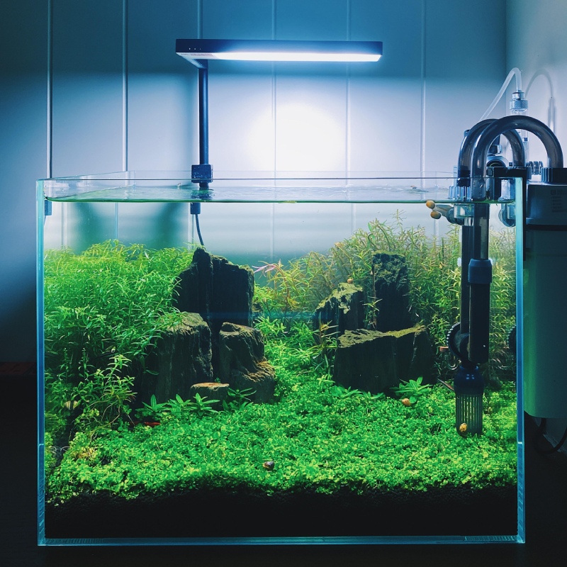 Bể cá 40x30x30: Giá bán, cách chọn và setup phù hợp