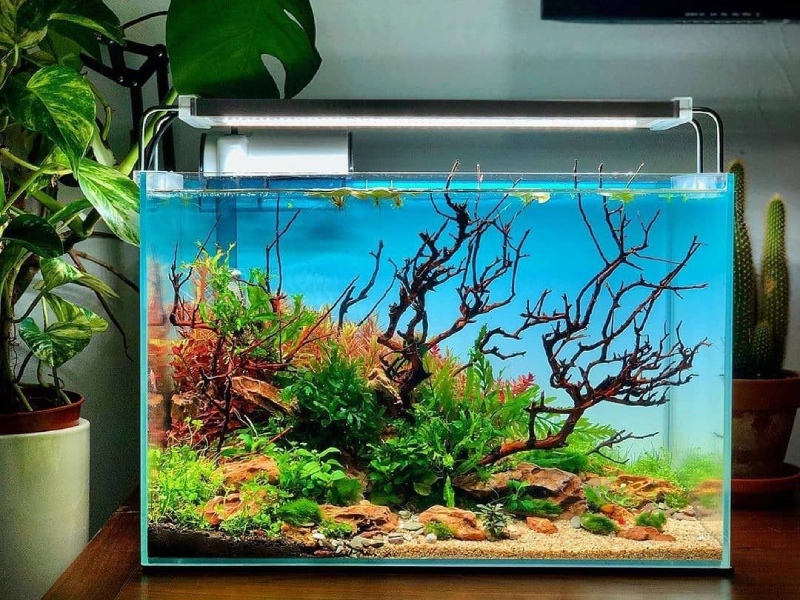 Bể cá 40x30x30: Giá bán, cách chọn và setup phù hợp