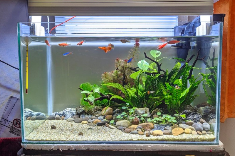 Bể cá 40x30x30: Giá bán, cách chọn và setup phù hợp