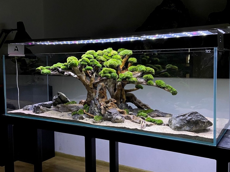 Các phong cách chơi thủy sinh và 20 layout bể cá đẹp