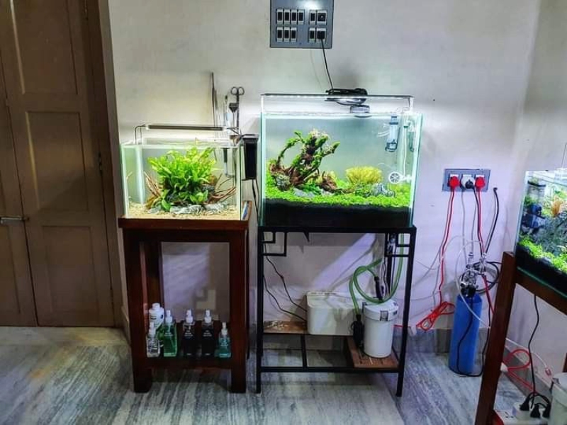 Setup bể cá cần những gì? Checklist theo từng ngân sách