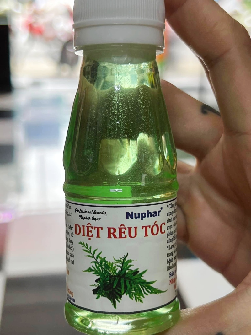 Thuốc diệt rêu bể cá: Nhận biết rêu hại và chọn đúng loại